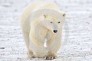 Polar Bear