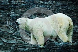 Polar Bear