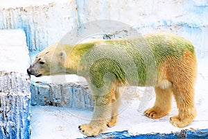 Polar bear