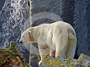 Polar Bear