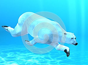 Polar bear