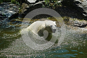 Polar bear