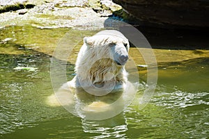 Polar bear