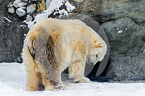 Polar bear