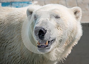 Polar bear