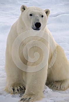 Polar bear