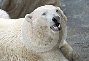 Polar bear