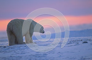 Polar bear