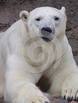 Polar Bear