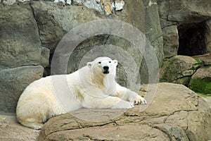 Polar bear