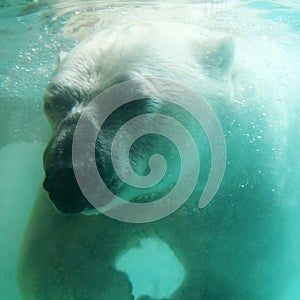 Polar bear