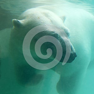 Polar bear