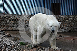 Polar bear