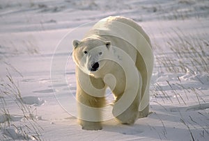 Polar bear