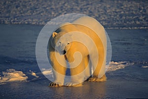 Polar bear