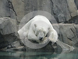 Polar Bear