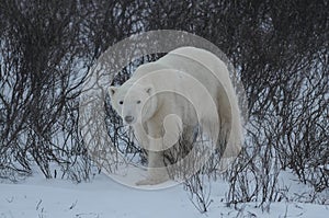 Polar Bear