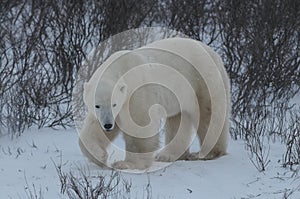 Polar Bear