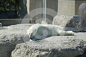 Polar bear
