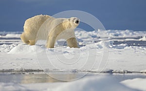 Polar Bear