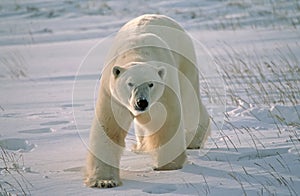 Polar bear