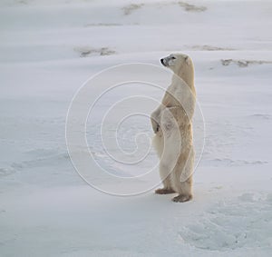 Polar bear photo