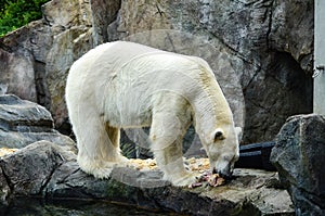 Polar bear