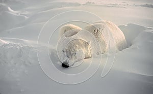 Polar bear