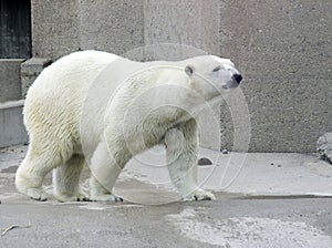 Polar Bear