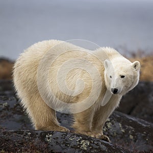 Polar bear