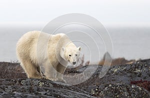 Polar bear