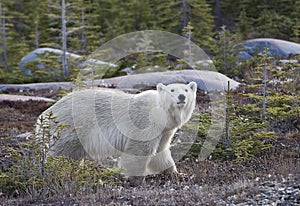 Polar bear