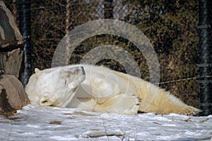 Polar Bear