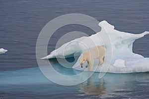 Polar Bear