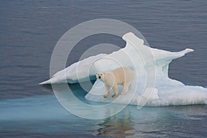 Polar Bear photo