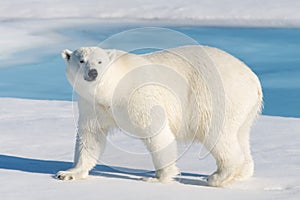 Polar bear