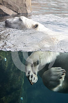 Polar Bear