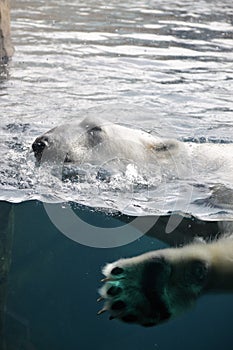 Polar Bear