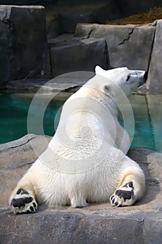 Polar Bear