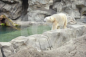 Polar Bear