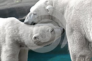 Polar Bear Affection