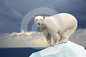 Polar bear against sea landscape