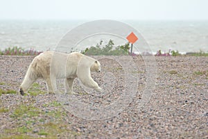 Polar Bear on the airfield