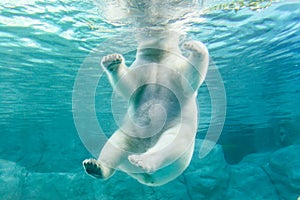 Polar Bear (Also known as Thalarctos Maritimus