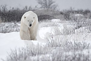 Polar bear ambling through the snow