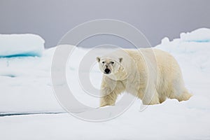 Polar bear approaching through Arctic ice