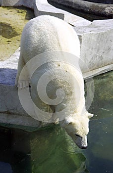 Polar bear arctic carnivore mammal