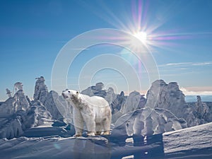 Polar bear in the arctic climate change global warming