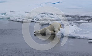 A polar bear in the Arctic goes swimming