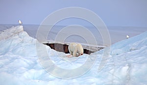 Polar bear and Arctic seagulls